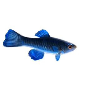 Guppy Fish Shadow Png 58 PNG image