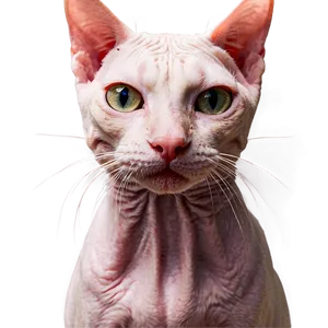 Hairless Cat Close-up PNG 74 PNG