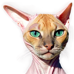 Hairless Cat Ear PNG 06252024 PNG