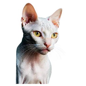 Hairless Cat Face Png 63 PNG image