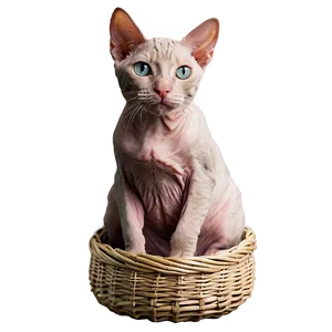 Hairless Cat In Basket PNG 87