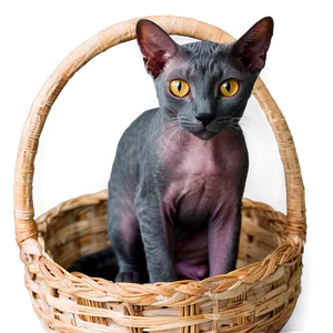 Hairless Cat In Basket PNG Tqa
