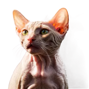 Hairless Cat In Sunlight PNG Bnj