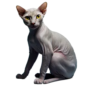 Hairless Cat Png Vnm83 PNG image