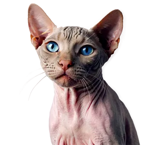 Hairless Cat Portrait PNG 06252024 PNG