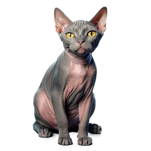 Hairless Cat Portrait PNG 27 PNG
