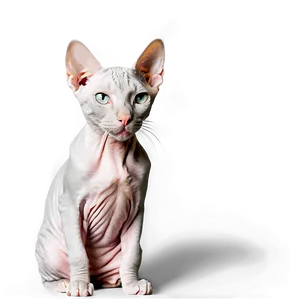 Hairless Cat Portrait PNG 34