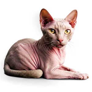 Hairless Cat Portrait PNG 64