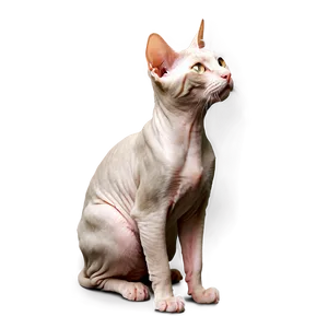 Hairless Cat Profile Side PNG Cmq20 PNG