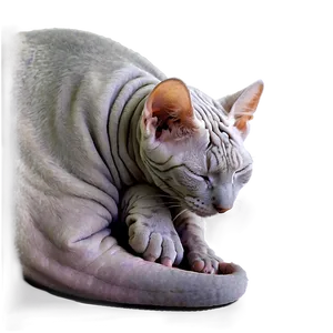 Hairless Cat Sleeping PNG 41