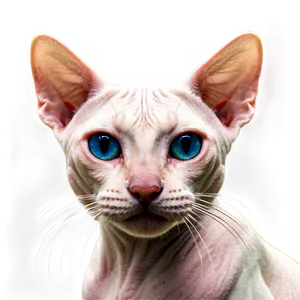 Hairless Cat Whiskers PNG 06252024