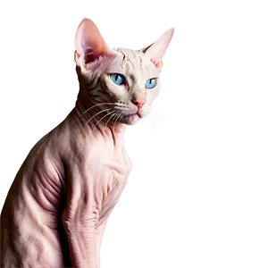 Hairless Cat Winter Wear PNG 06252024 PNG