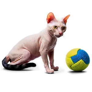 Hairless Cat With Toy PNG 06252024