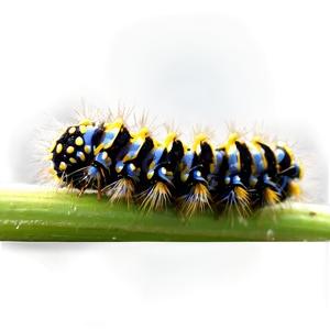 Hairy Caterpillar Image PNG Imq35