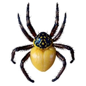 Hairy Spider Png 30 PNG image