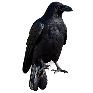 Halloween Crow PNG 04292024