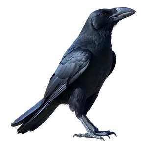 Halloween Crow PNG 05232024 PNG