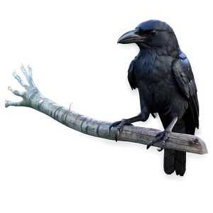Halloween Crow PNG 05262024 PNG