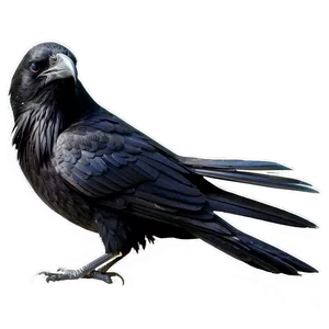 Halloween Raven PNG 19