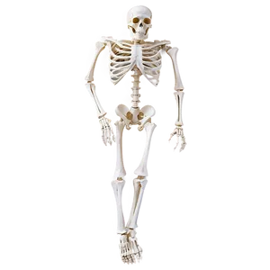 Halloween Skeleton PNG Qng65