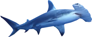 Hammerhead Shark Swimming PNG image