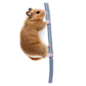 Hamster Climbing Png Ldf28 PNG image