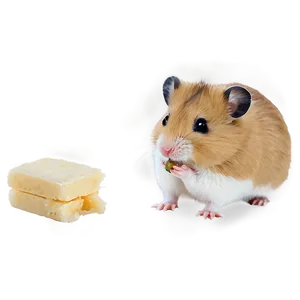 Hamster Eating Png 10 PNG image