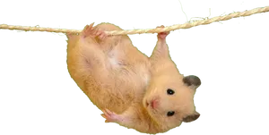 Hamster Hanging From Rope PNG image