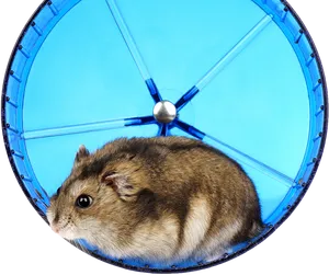 Hamster In Blue Wheel.jpg PNG image