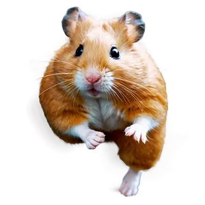 Hamster Running Png 91 PNG image
