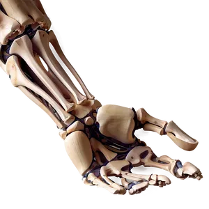 Hand And Wrist Bones Anatomy Png 06132024 PNG image