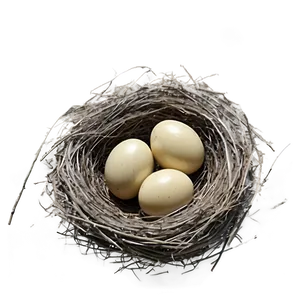 Hand Drawn Bird Nest Png Fgs3 PNG image