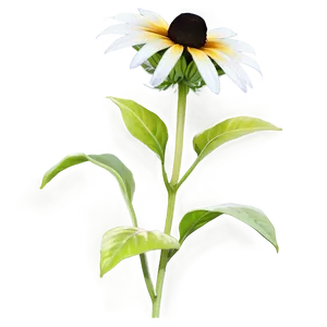 Hand Drawn Black Eyed Susan PNG 06282024