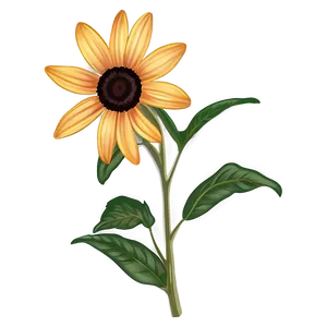 Hand Drawn Black Eyed Susan PNG 21