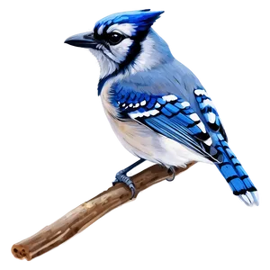 Hand-drawn Blue Jay PNG 31