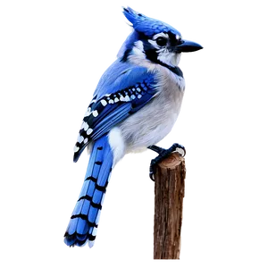 Hand-drawn Blue Jay Png Meq PNG image