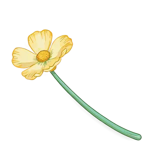 Hand-drawn Buttercup Png 06252024 PNG image