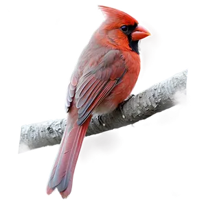 Hand Drawn Cardinal PNG 06252024