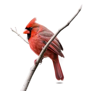 Hand Drawn Cardinal PNG 76