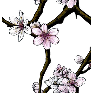 Hand Drawn Cherry Blossom Sketch Png 05032024 PNG image