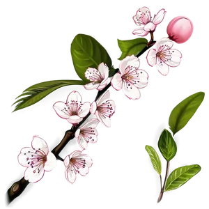 Hand Drawn Cherry Blossom Sketch PNG Fam25