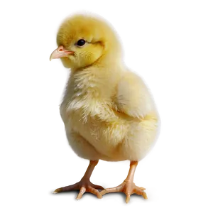 Hand Drawn Chick PNG 80 PNG