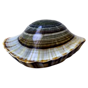 Hand Drawn Clam Shell PNG Bba84 PNG