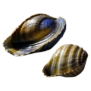 Hand-drawn Clam Sketch PNG Nay