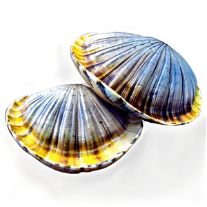 Hand-drawn Clam Sketch PNG Tpb68