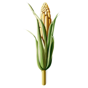 Hand Drawn Corn Stalk PNG 22