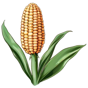 Hand Drawn Corn Stalk PNG Fgp95 PNG