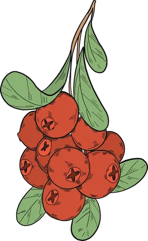 Hand Drawn Cranberries Illustration PNG image