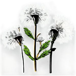 Hand Drawn Dandelion PNG 05242024 PNG