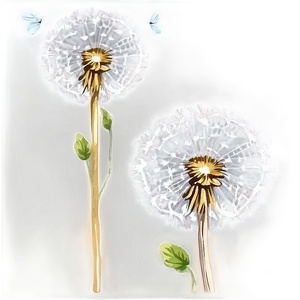 Hand Drawn Dandelion PNG Hdo97 PNG